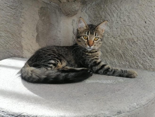 adopciones-1